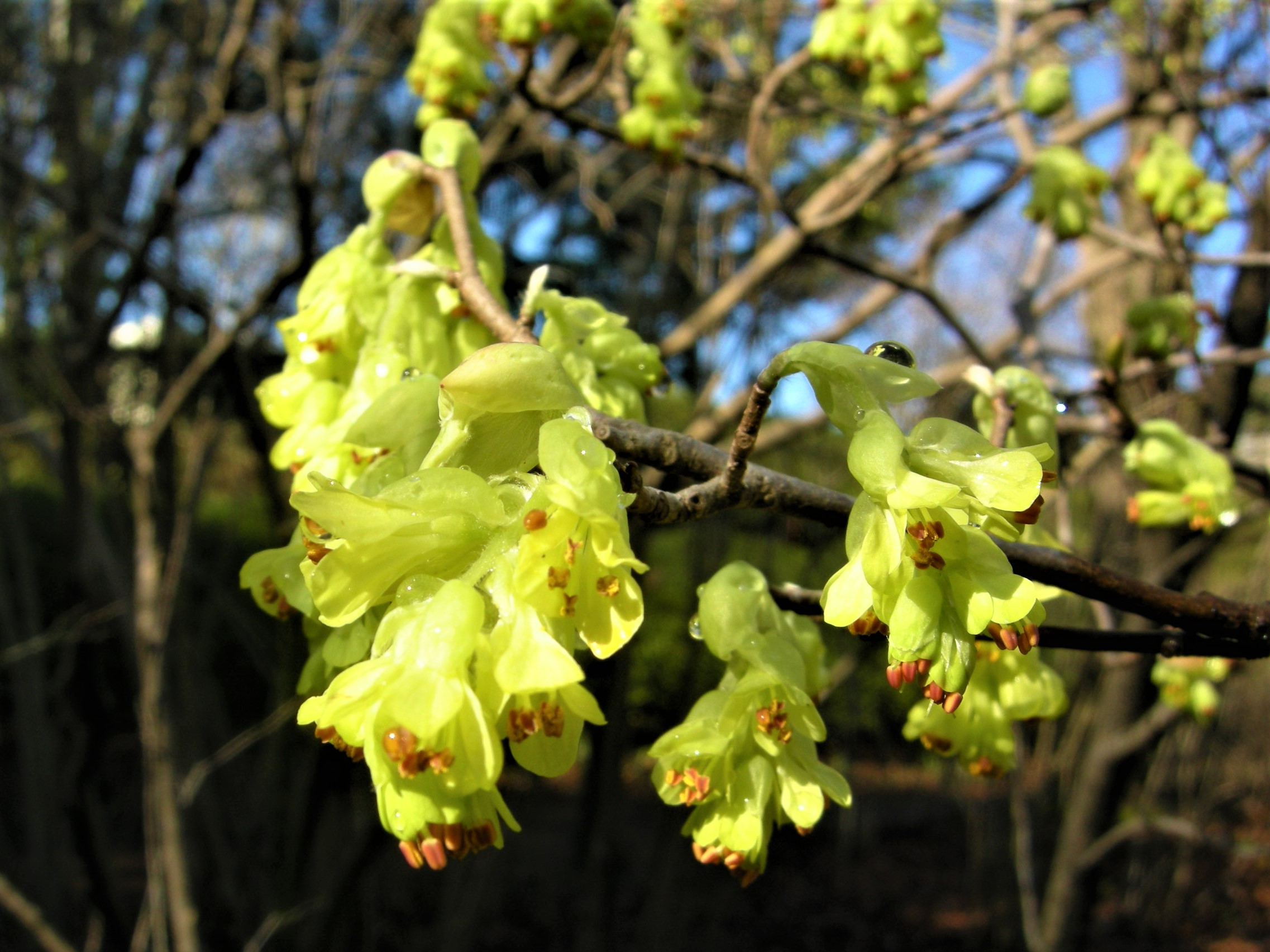 155．《トサミズキ（土佐水木）》 | ニッセイ緑の財団ニュース